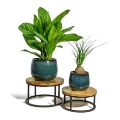 Beaucarnea - Pony Tail Palm - Orb 23 Beaucarnea - Pony Tail Palm - Orb -Plant Promotion Store Aglaonema Stripes Chinese Evergreen Beaucarnea Pony Tail Palm Orb odile petrol plant pot lois stand 92954cdc 0cbb 4fd7 a541 418c714eaf25