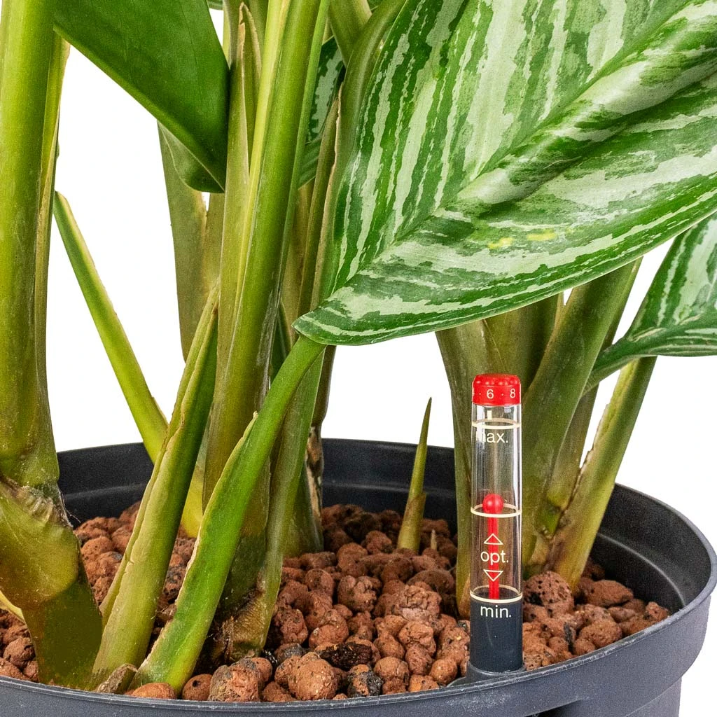 Aglaonema Stripes - Chinese Evergreen - HydroCare 4 Aglaonema Stripes - Chinese Evergreen - HydroCare - Image 2