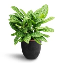 Aglaonema Stripes - Chinese Evergreen - HydroCare 14 Aglaonema Stripes - Chinese Evergreen - HydroCare -Plant Promotion Store Aglaonema Stripes Chinese Evergreen Hydroculture Bola Artstone Plant Pot Black