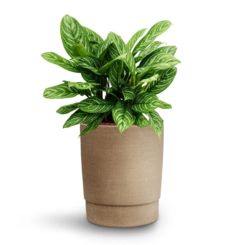 Aglaonema Stripes - Chinese Evergreen - HydroCare 9 Aglaonema Stripes - Chinese Evergreen - HydroCare - Image 7