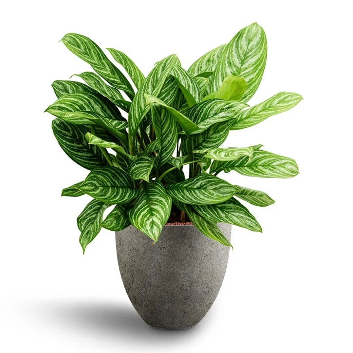 Aglaonema Stripes - Chinese Evergreen - HydroCare 5 Aglaonema Stripes - Chinese Evergreen - HydroCare - Image 3