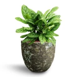 Aglaonema Stripes - Chinese Evergreen - HydroCare 15 Aglaonema Stripes - Chinese Evergreen - HydroCare -Plant Promotion Store Aglaonema Stripes Chinese Evergreen Hydroculture Lava Couple Relic Planter Jade