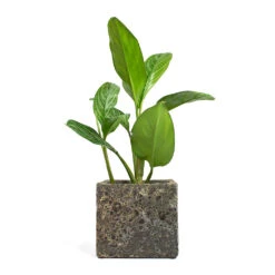 Lava Cube Relic Planter - Rust 14 Lava Cube Relic Planter - Rust -Plant Promotion Store Aglaonema Stripes Chinese Evergreen Lava Cube Relic Planter Rust