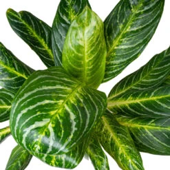Aglaonema Key Lime - Chinese Evergreen -Plant Promotion Store AglaonemaKeyLime ChineseEvergreen 1