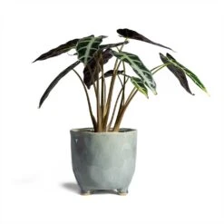 Alocasia Bambino Arrow - Jewel Alocasia -Plant Promotion Store Alocasia Bambino Arrow Jewel Alocasia 14x35cm Kaat Plant Pot Blue Grey 16x16cm