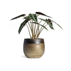 Alocasia Bambino Arrow - Jewel Alocasia -Plant Promotion Store Alocasia Bambino Arrow Jewel Alocasia 14x35cm Mya Plant Pot Deep Champagne 18x16cm