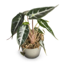 Alocasia Bambino Arrow - Jewel Alocasia -Plant Promotion Store Alocasia Bambino Arrow Jewel Alocasia 9x15cm 2