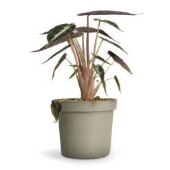 Alocasia Bambino Arrow - Jewel Alocasia -Plant Promotion Store Alocasia Bambino Arrow Jewel Alocasia 9x15cm