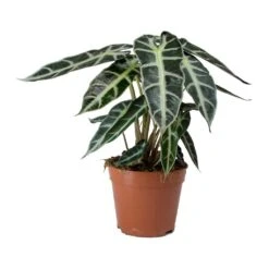 Alocasia Bambino Arrow - Jewel Alocasia -Plant Promotion Store Alocasia Bambino Arrow Jewel Alocasia v2