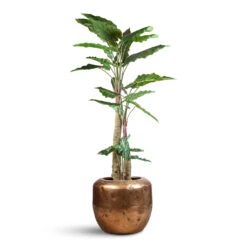Opus Raw Couple Planter - Gold -Plant Promotion Store Alocasia Giant Tree Artificial 180cm Opus Raw Couple Planter Gold 65x53cm