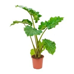 Alocasia Portodora - Upright Elephant Ear 24 Alocasia Portodora - Upright Elephant Ear -Plant Promotion Store Alocasia Portadora Upright Elephant Ear
