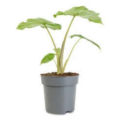 Alocasia Portodora - Upright Elephant Ear 28 Alocasia Portodora - Upright Elephant Ear -Plant Promotion Store Alocasia Portodora 17x60cm