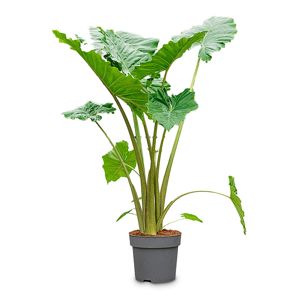 Alocasia Portodora - Upright Elephant Ear 13 Alocasia Portodora - Upright Elephant Ear - Image 11