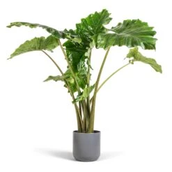 Alocasia Portodora - Upright Elephant Ear 18 Alocasia Portodora - Upright Elephant Ear -Plant Promotion Store Alocasia Portodora Upright Elephant Ear 24x90cm Lisbon Plant Pot Charcoal 26x26cm
