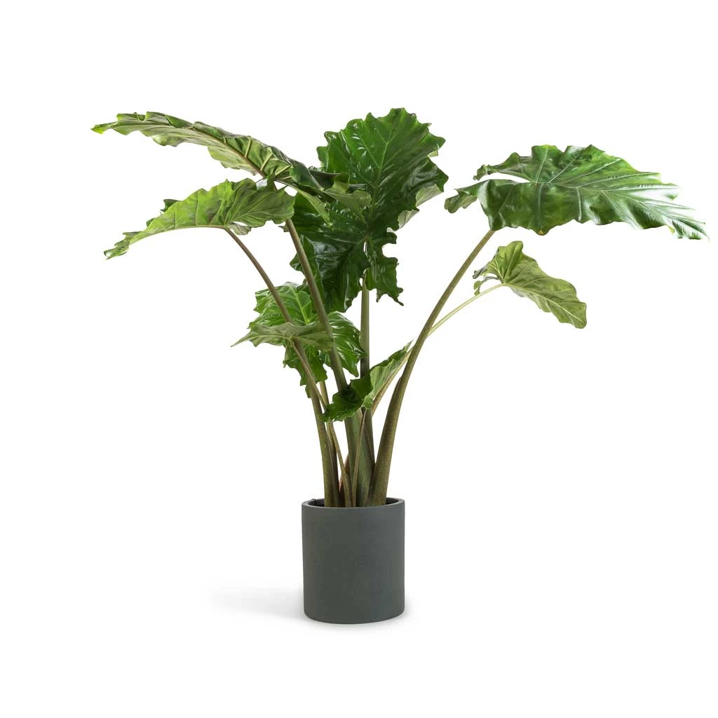 Max Refined Planter - Pine Green 15 Max Refined Planter - Pine Green - Image 13