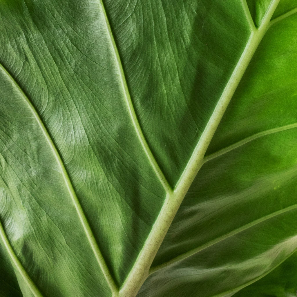 Alocasia Portodora - Upright Elephant Ear 4 Alocasia Portodora - Upright Elephant Ear - Image 2