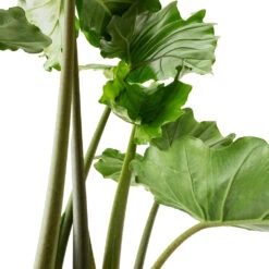 Alocasia Portodora - Upright Elephant Ear 19 Alocasia Portodora - Upright Elephant Ear -Plant Promotion Store Alocasia Portodora Upright Elephant Ear DETAIL