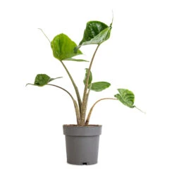 Alocasia Stingray - Elephant Ear 19 Alocasia Stingray - Elephant Ear -Plant Promotion Store Alocasia Stingray Elephant Ear 13x40cm