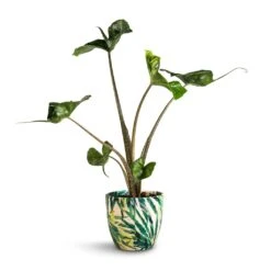 Monza Plant Pot - Botanical Fern -Plant Promotion Store Alocasia Stingray Elephant Ear 13x40cm Monza Plant Pot Botanica Fern 15x15cm fa0f1d44 5376 42c7 ac43 44570a094f33