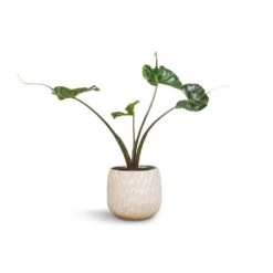 Alocasia Stingray - Elephant Ear 30 Alocasia Stingray - Elephant Ear -Plant Promotion Store Alocasia Stingray Elephant Ear 17x65cm Arles Leaf Plant Pot White 20x20cm 913f0bb4 1e45 4d89 88b6 96363e3619e1