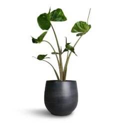 Esra Plant Pot - Graphite 29 Esra Plant Pot - Graphite -Plant Promotion Store Alocasia Stingray Elephant Ear 17x65cm Esra Plant Pot Graphite 22x20cm b964970d 913a 4cb5 9e4e be2b7eaae135