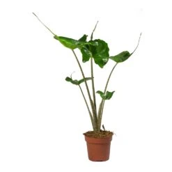 Alocasia Stingray - Elephant Ear 23 Alocasia Stingray - Elephant Ear -Plant Promotion Store Alocasia Stingray Elephant Ear