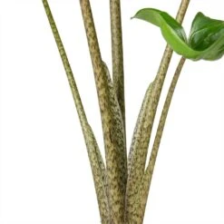 Alocasia Stingray - Elephant Ear 20 Alocasia Stingray - Elephant Ear -Plant Promotion Store Alocasia Stingray Elephant Ear Stems