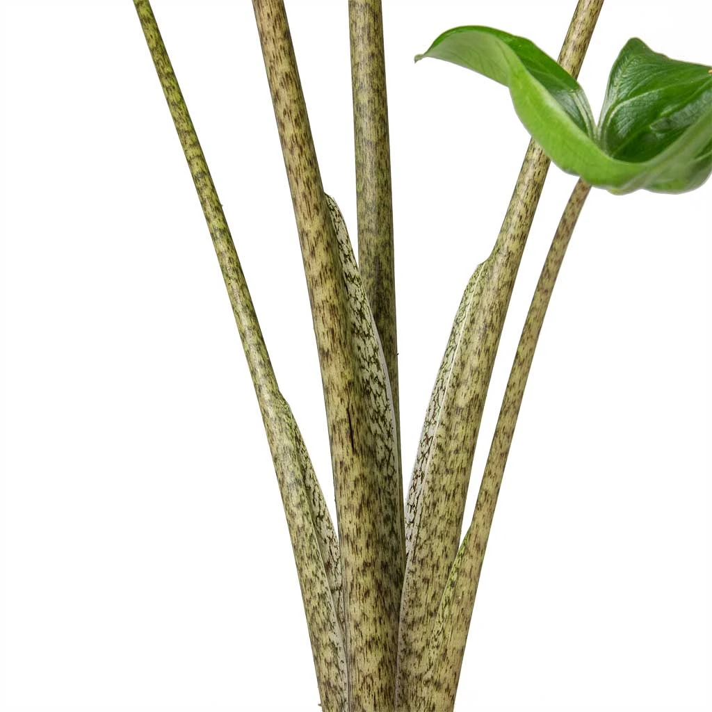 Alocasia Stingray - Elephant Ear 6 Alocasia Stingray - Elephant Ear - Image 4