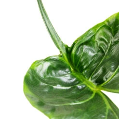 Alocasia Stingray - Elephant Ear 22 Alocasia Stingray - Elephant Ear -Plant Promotion Store Alocasia Stingray Elephant Ear Swatch 3