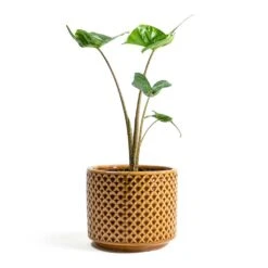 Alocasia Stingray - Elephant Ear 27 Alocasia Stingray - Elephant Ear -Plant Promotion Store Alocasia Stingray Elephant Ear Thies Plant Pot Mustard 489ff64e cd0c 4143 9fca 372bb3c563f5