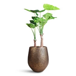 Opus Hit Darcy Planter - Gold 24 Opus Hit Darcy Planter - Gold -Plant Promotion Store Alocasia Tree 110cm 2 stems Opus Hit Darcy Planter Gold 45x48cm