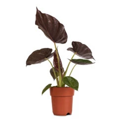 Alocasia Wentii - Hardy Elephant Ear -Plant Promotion Store Alocasia Wentii Hardy Elephant Ear 19x65cm 1