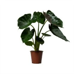 Alocasia Wentii - Hardy Elephant Ear -Plant Promotion Store Alocasia Wentii Hardy Elephant Ear 19x65cm