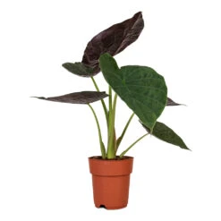 Alocasia Wentii - Hardy Elephant Ear -Plant Promotion Store Alocasia Wentii Hardy Elephant Ear 19x65cm 3