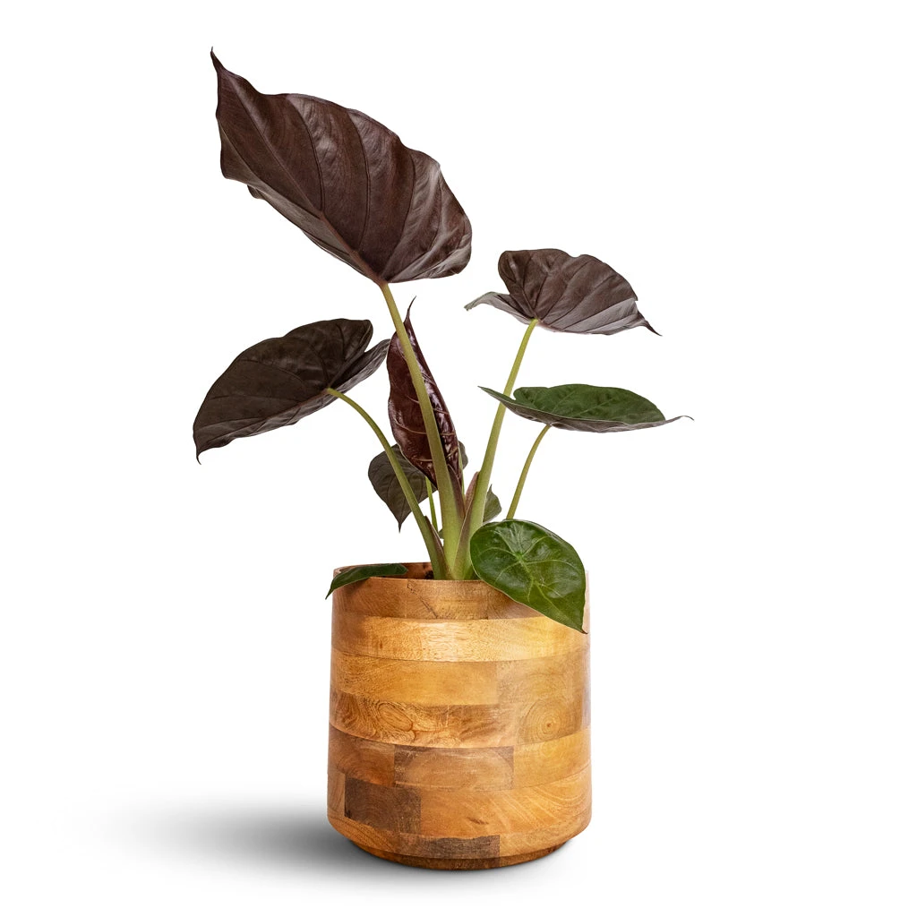 Helle Plant Pot - Natural 10 Helle Plant Pot - Natural - Image 8