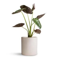 Alocasia Wentii - Hardy Elephant Ear -Plant Promotion Store Alocasia Wentii Hardy Elephant Ear 19x65cm Max Refined Planter Natural White 29x29.5cm