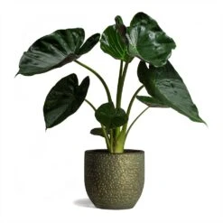 Alocasia Wentii - Hardy Elephant Ear -Plant Promotion Store Alocasia Wentii Hardy Elephant Ear 19x65cm Rinca Plant Pot Shiny Green 36x32cm