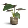Alocasia Wentii - Hardy Elephant Ear -Plant Promotion Store Alocasia Wentii Hardy Elephant Ear 19x65cm Stian Plant Pot Moss Green 25x22cm