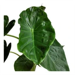 Alocasia Wentii - Hardy Elephant Ear -Plant Promotion Store Alocasia Wentii Hardy Elephant Ear 19x65cm foliage 1