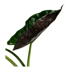 Alocasia Wentii - Hardy Elephant Ear -Plant Promotion Store Alocasia Wentii Hardy Elephant Ear 19x65cm foliage 2