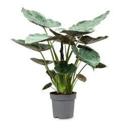 Alocasia Wentii - Hardy Elephant Ear -Plant Promotion Store Alocasia Wentii Hardy Elephant Ear 32x130cm