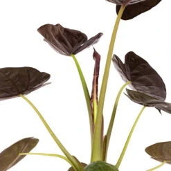 Alocasia Wentii - Hardy Elephant Ear -Plant Promotion Store Alocasia Wentii Hardy Elephant Ear DETAIL 3