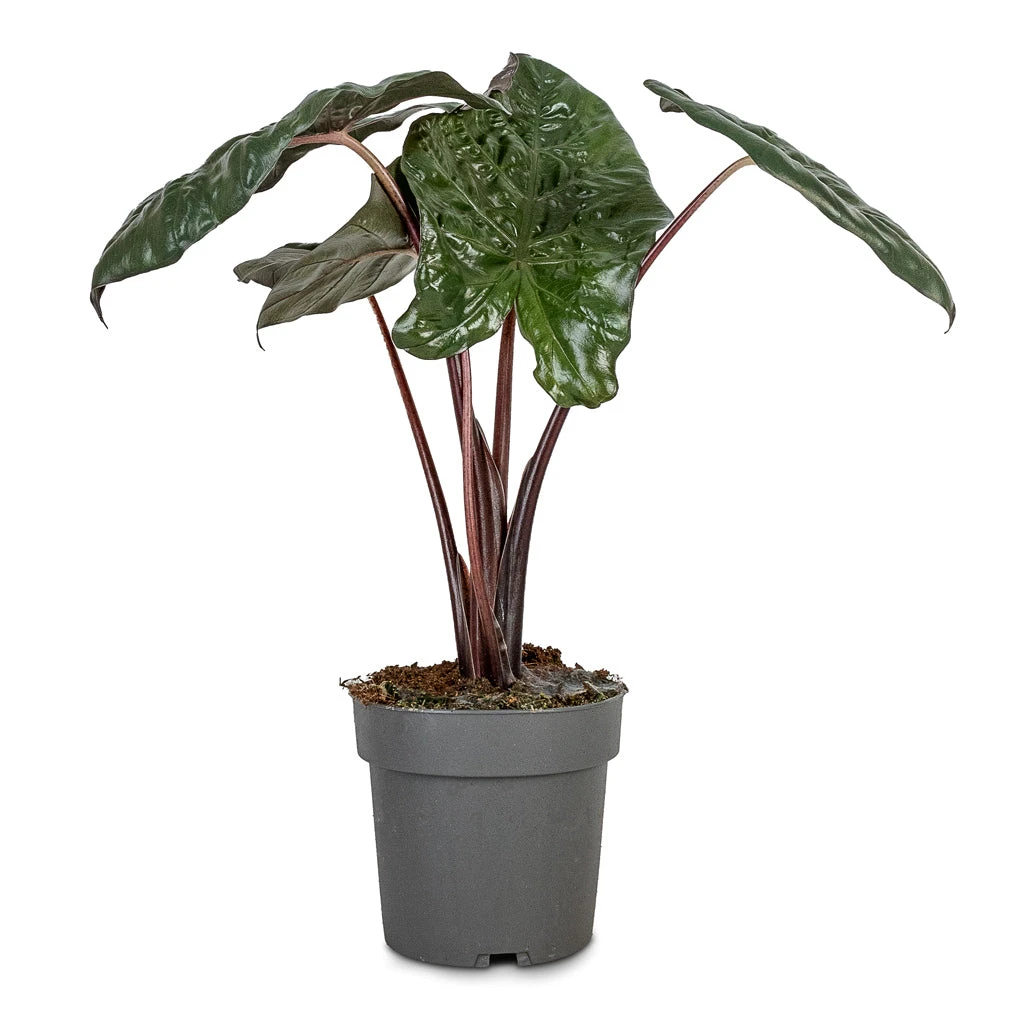 Alocasia Yucatan Princess - Elephant Ear 7 Alocasia Yucatan Princess - Elephant Ear - Image 5