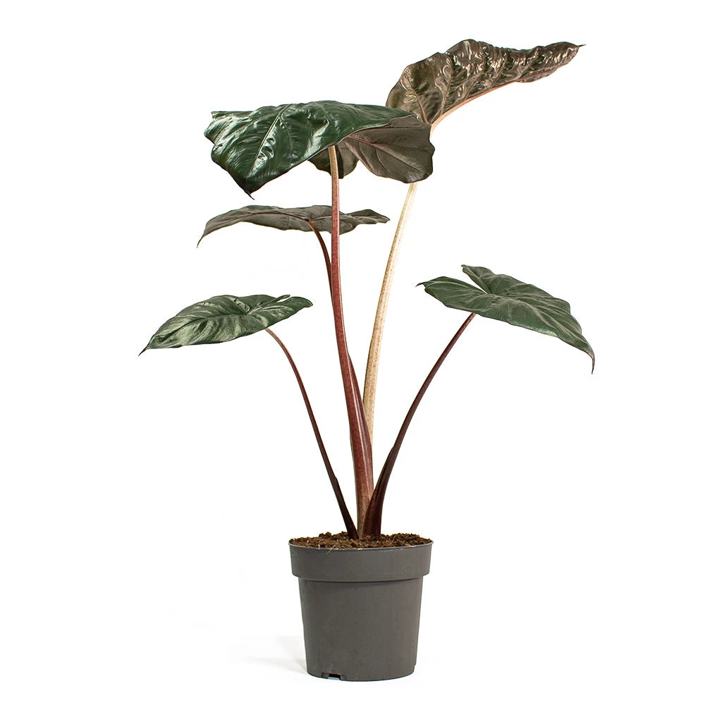 Alocasia Yucatan Princess - Elephant Ear 8 Alocasia Yucatan Princess - Elephant Ear - Image 6