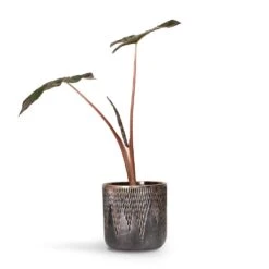Alocasia Yucatan Princess - Elephant Ear 19 Alocasia Yucatan Princess - Elephant Ear -Plant Promotion Store Alocasia Yucatan Princess Elephant Ear 17x65cm Luxe Lite Comet Cylinder Planter Bronze 28x27cm