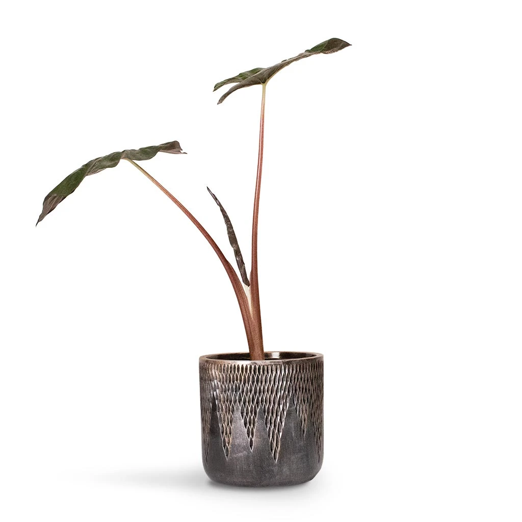 Luxe Lite Comet Cylinder Planter - Bronze 5 Luxe Lite Comet Cylinder Planter - Bronze - Image 3