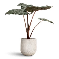 Solento Plant Pot - White Speckle -Plant Promotion Store Alocasia Yucatan Princess Elephant Ear 17x65cm Solento Plant Pot White Speckle 20x18.5cm 1