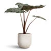 Alocasia Yucatan Princess - Elephant Ear 1 Alocasia Yucatan Princess - Elephant Ear -Plant Promotion Store Alocasia Yucatan Princess Elephant Ear 17x65cm Solento Plant Pot White Speckle 20x18.5cm