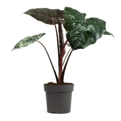 Alocasia Yucatan Princess - Elephant Ear 16 Alocasia Yucatan Princess - Elephant Ear -Plant Promotion Store Alocasia Yucatan Princess Elephant Ear 19cm