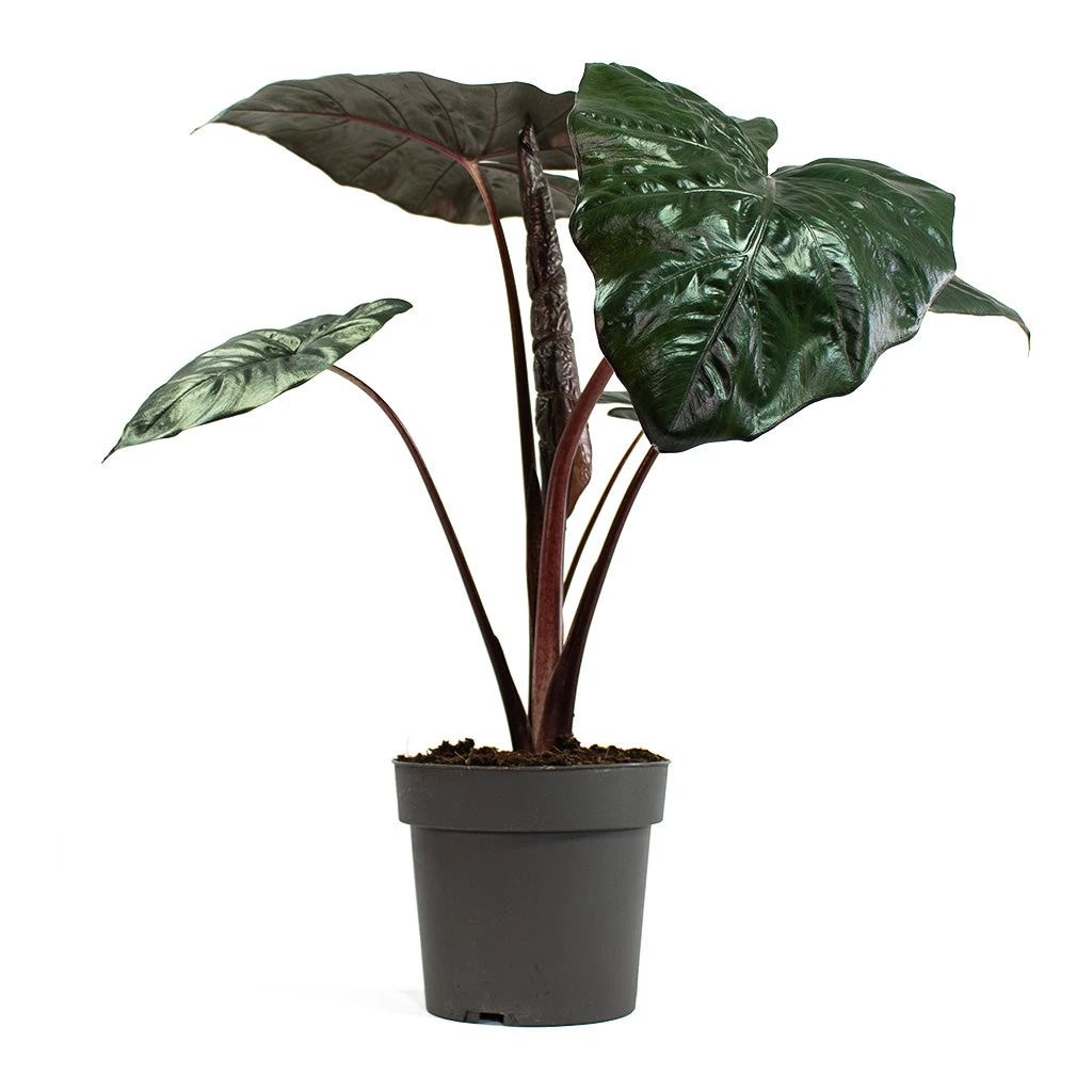 Alocasia Yucatan Princess - Elephant Ear 6 Alocasia Yucatan Princess - Elephant Ear - Image 4